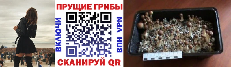 Галлюциногенные грибы Psilocybe Городовиковск